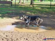 Dog playing in a water puddle.