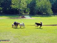 Three dogs running around the dog park.