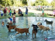 Several dogs playing in the doggie pool.