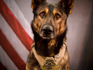 K9 Gery