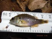 Bluegill Sunfish (Lepomis macrochirus)