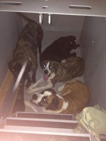 Image of dogs in a storm shelter