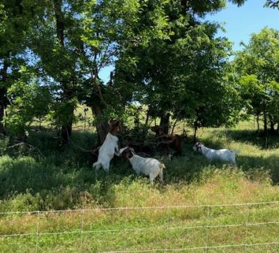 Goats working